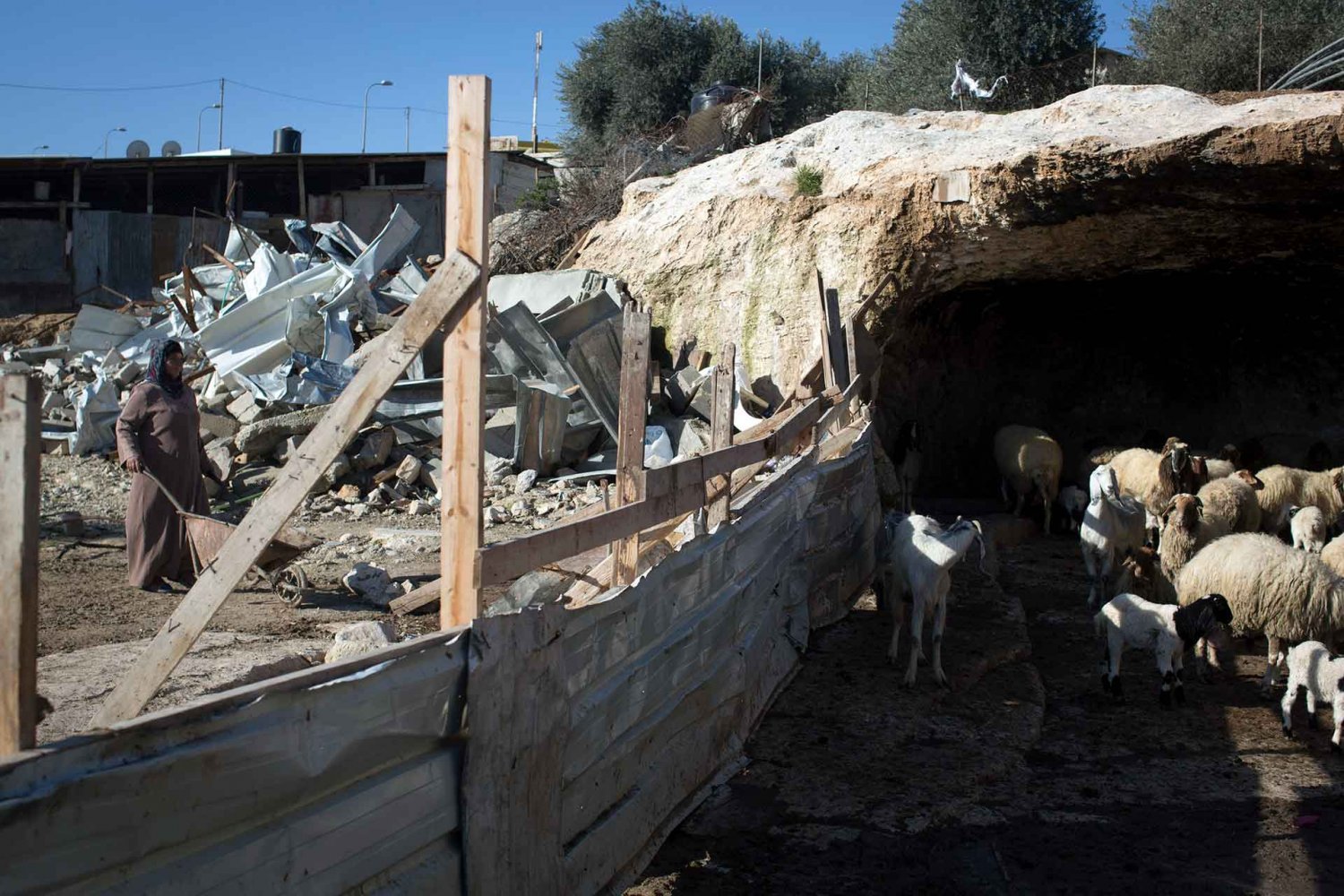 A woman tends to sheep next to a house demolished in a Jahalin Bedouin community within the E1 Development Plan, January 2015.