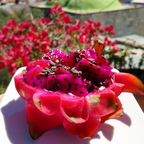 Pitaya (dragon fruit) bowl with yogurt, Palestinian pine nuts and pistachio nuts, and a drizzle of grape molasses
