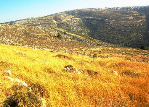 A view of al-Walaja's fields in 2012, before Israel ghettoized the Palestinian village by building the Separation Wall.