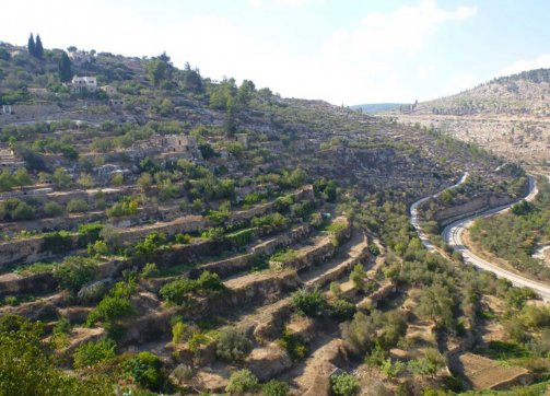 Terraced agriculture in the south West Bank Palestinian village of Battir
