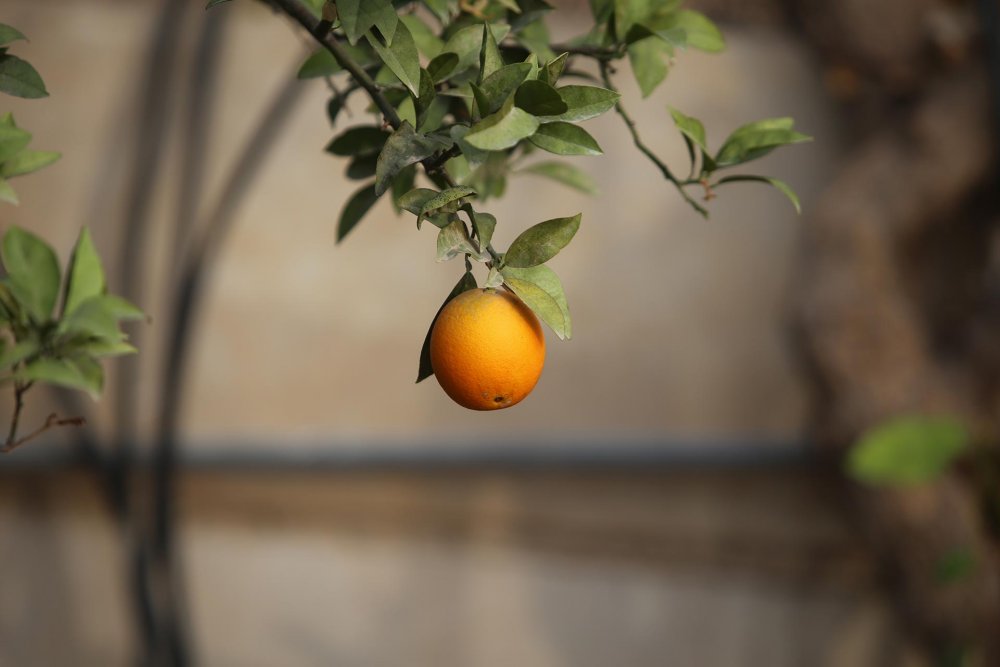 Single orange hanging from a branch, like the tree in Zakia's Jerusalem home
