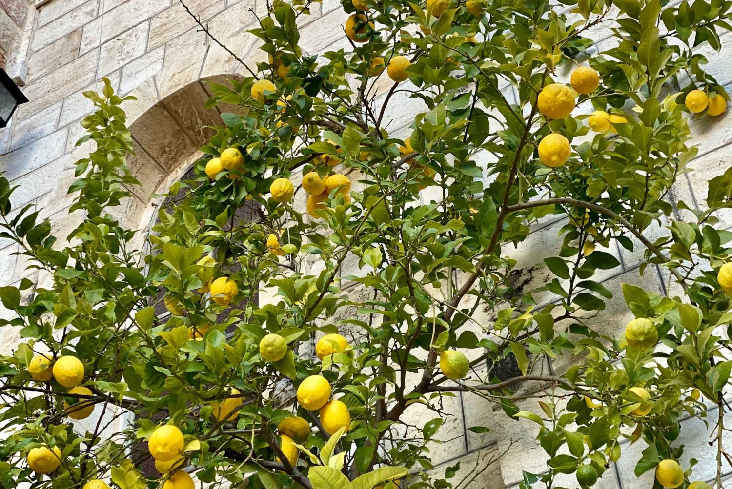 Lemon tree growing against a wall