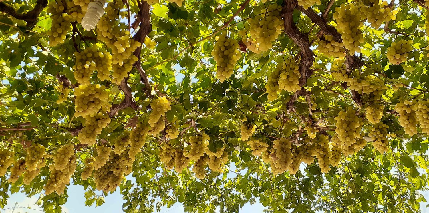 Green grapes hanging from an arbor