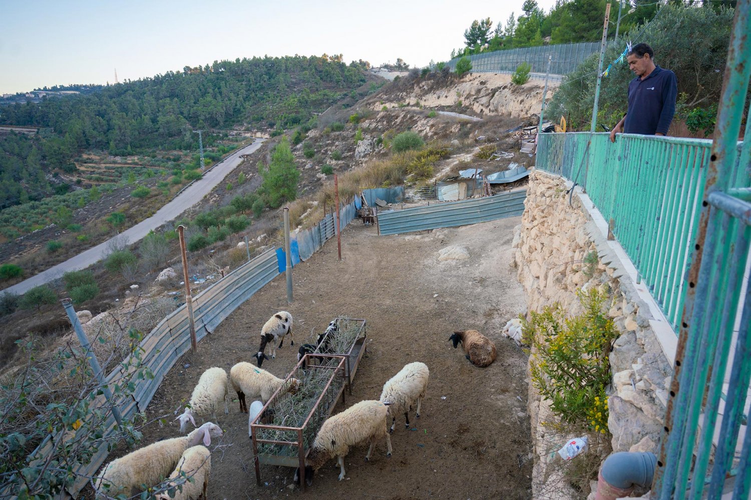 Omar Hajajla watches his grazing sheep, kept inside the ghettoized family complex since he is not allowed to build a pen.